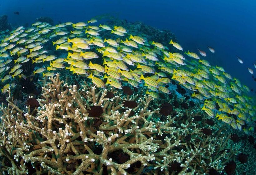 فندق Murex Bangka Dive Resort