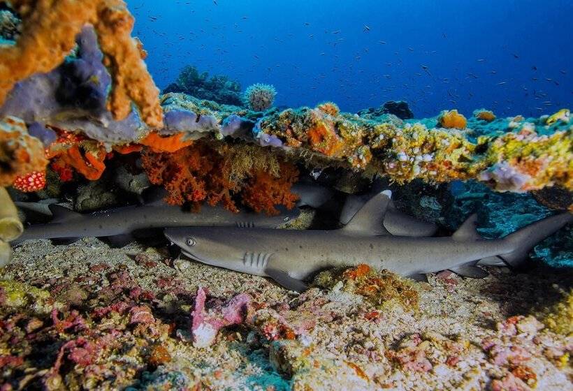 فندق Murex Bangka Dive Resort