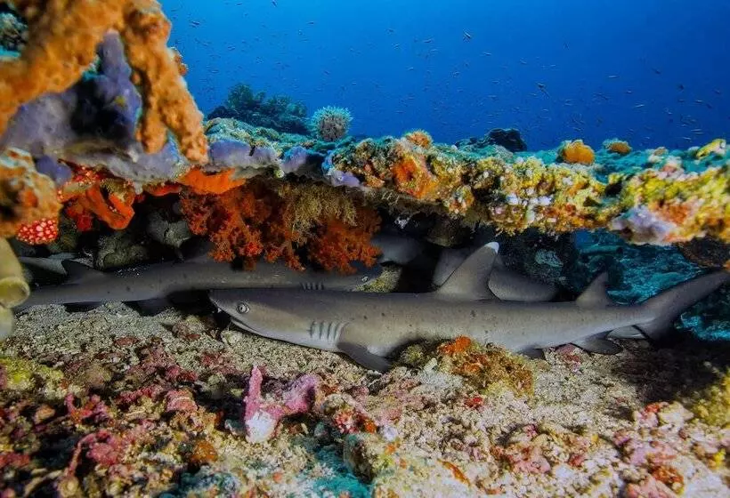 هتل Murex Bangka Dive Resort