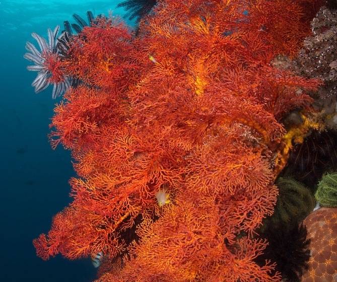 فندق Murex Bangka Dive Resort