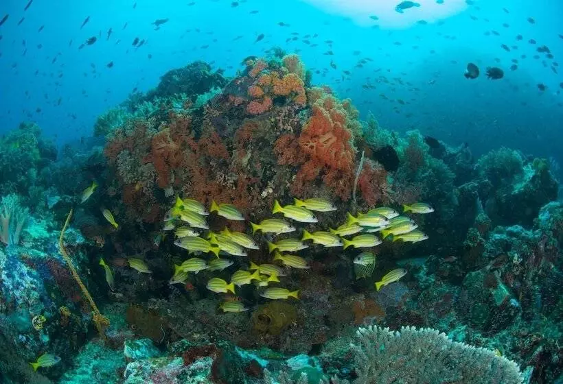 هتل Murex Bangka Dive Resort