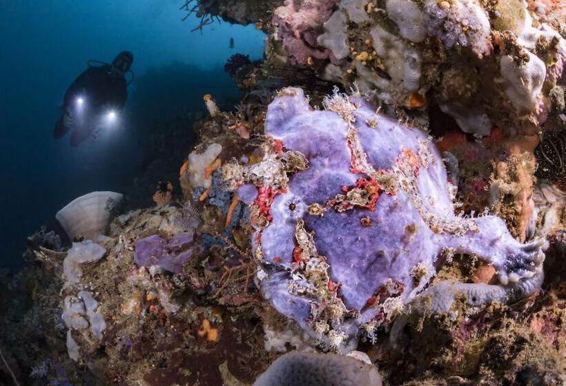 فندق Murex Bangka Dive Resort