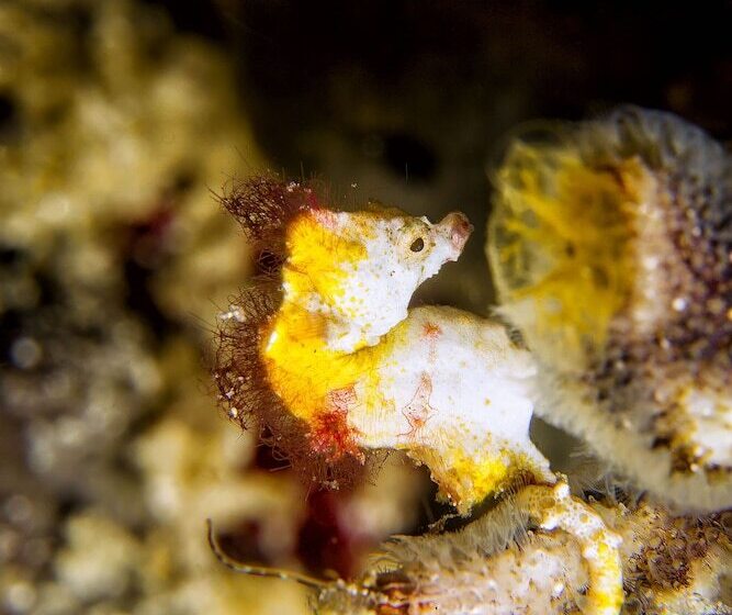 فندق Murex Bangka Dive Resort