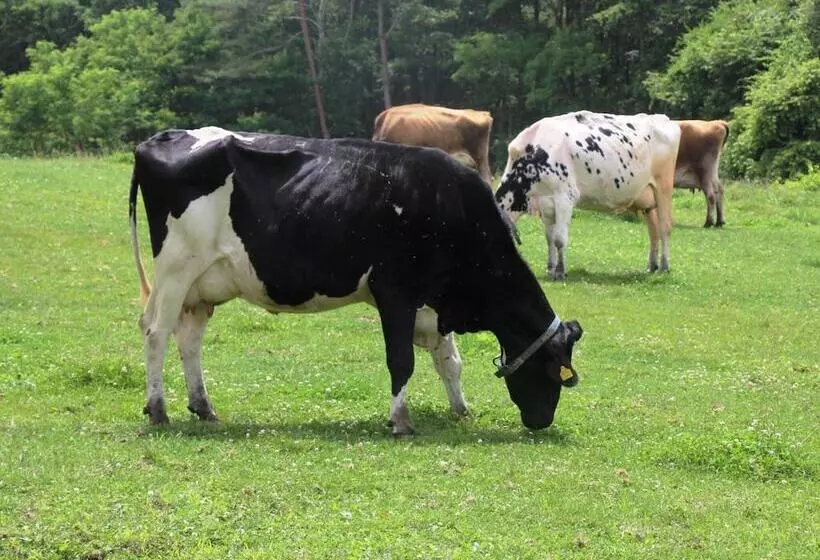 Pension Peppermint House