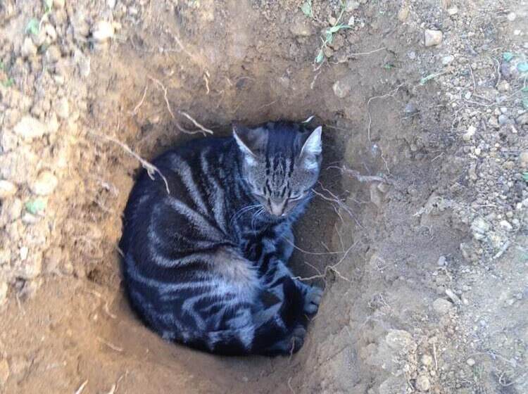 ベッドアンドブレックファースト Les Hirondelles