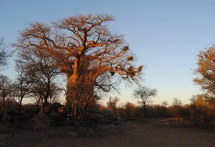 ホテル Zingela Nature Reserve   Leadwood Lodge