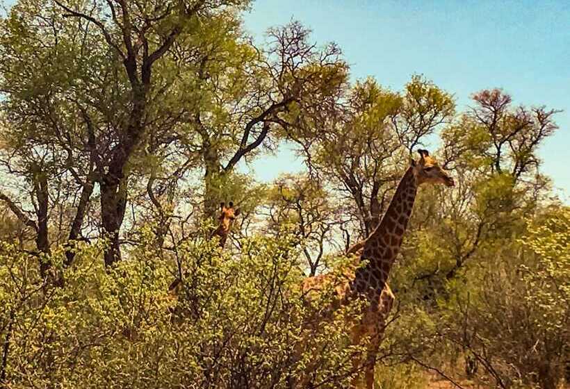 酒店 Zingela Nature Reserve   Leadwood Lodge