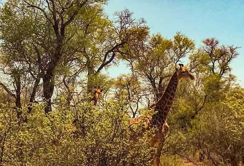 ホテル Zingela Nature Reserve   Leadwood Lodge