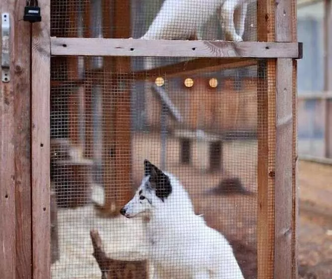 Shishki Na Lampushke   Finnish Kalevala
