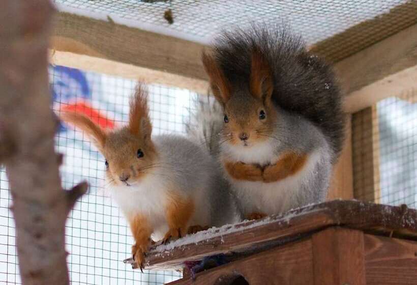 Shishki Na Lampushke   Finnish Kalevala