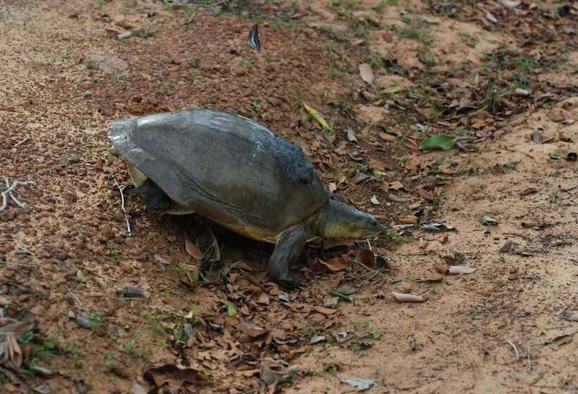 ベッドアンドブレックファースト L.l.tourist Inn & Safari Jeeps