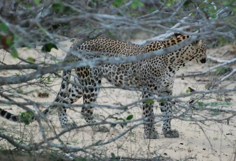 Aamiaismajoitus (B&B) L.l.tourist Inn & Safari Jeeps