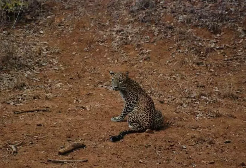 Aamiaismajoitus (B&B) L.l.tourist Inn & Safari Jeeps