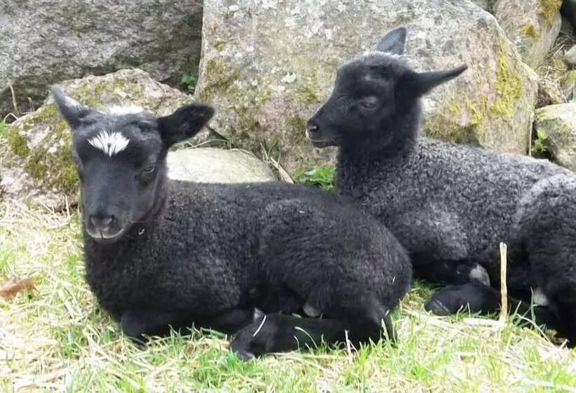 Aamiaismajoitus (B&B) Ulvsbomuren Vildmark & Lantliv