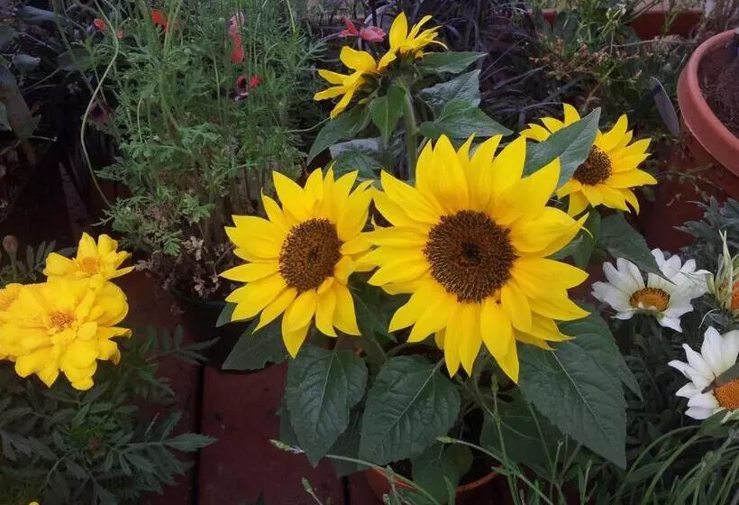 Aamiaismajoitus (B&B) Les Reves De Flamboin