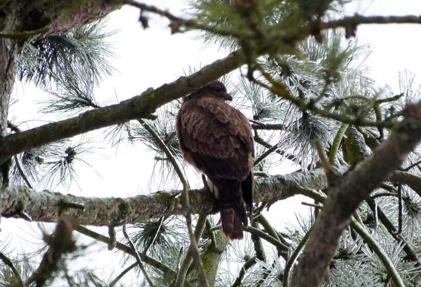 Aamiaismajoitus (B&B) Les Reves De Flamboin