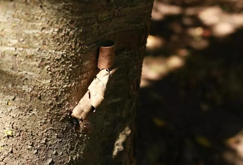 Aamiaismajoitus (B&B) Les Reves De Flamboin