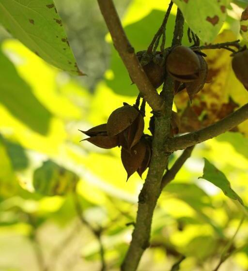צימר Les Reves De Flamboin