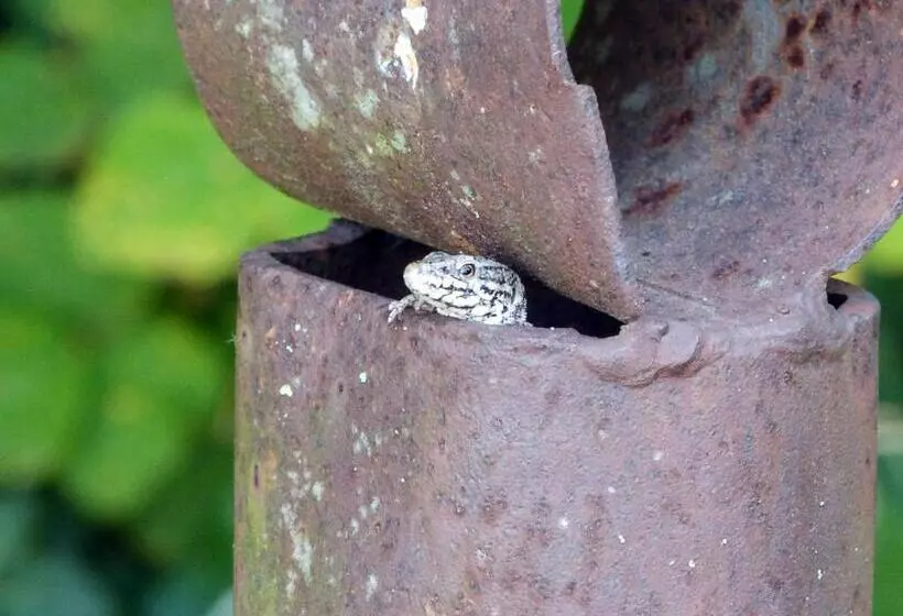 Aamiaismajoitus (B&B) Les Reves De Flamboin