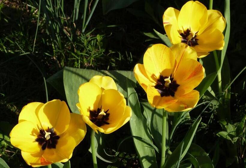 צימר Les Reves De Flamboin