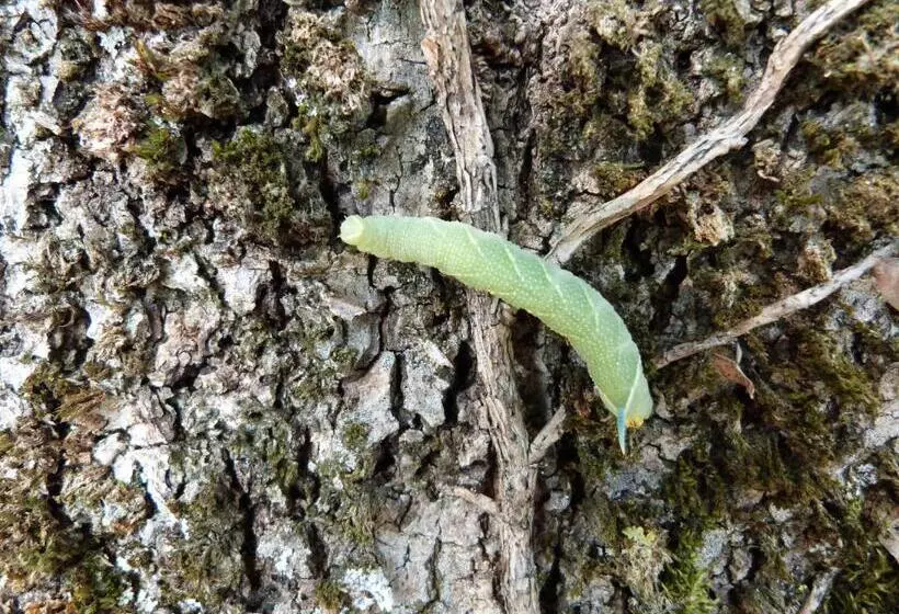 Aamiaismajoitus (B&B) Les Reves De Flamboin