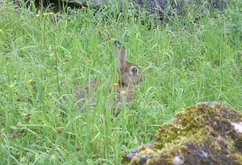 Aamiaismajoitus (B&B) Les Reves De Flamboin