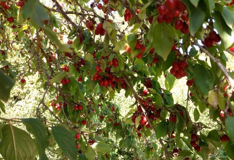 여관 Parco Dei Crisciuni Villaggio Camping