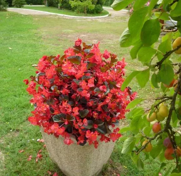 ベッドアンドブレックファースト Les Sureaux