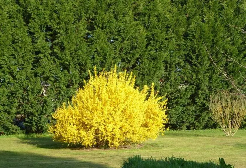 ベッドアンドブレックファースト Les Sureaux