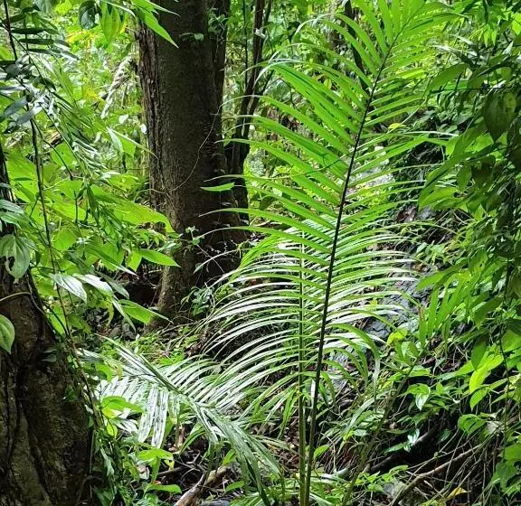 Palm Grove Rainforest Retreat
