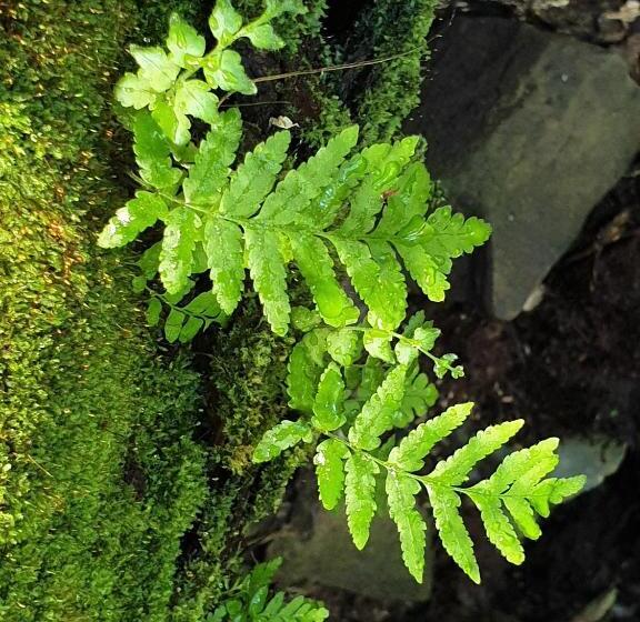 Palm Grove Rainforest Retreat