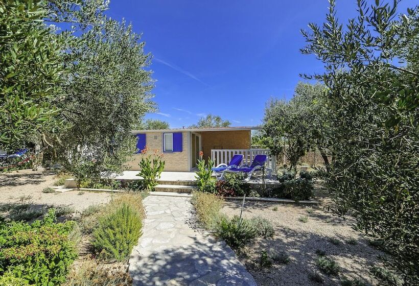 בית מלון כפרי Olive Garden Camp Resort