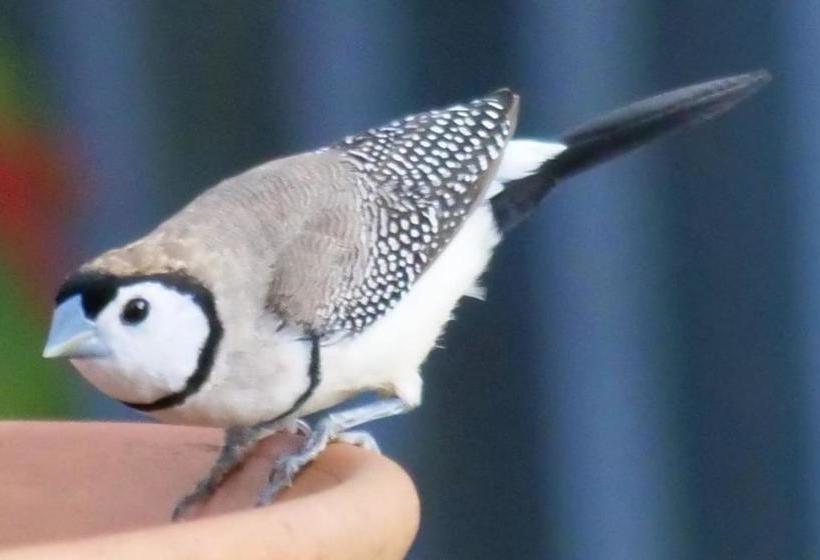 Bed and Breakfast Mutton Falls