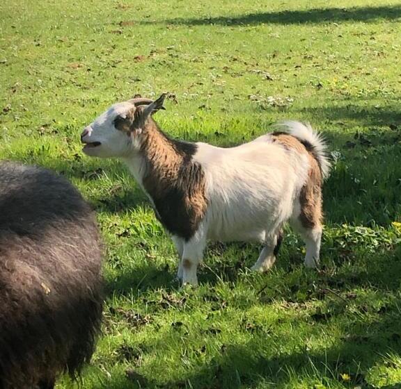 Manoir Le Mingreaud Chambres D Hôtes