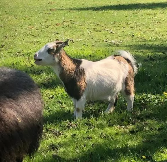 Manoir Le Mingreaud Chambres D Hôtes