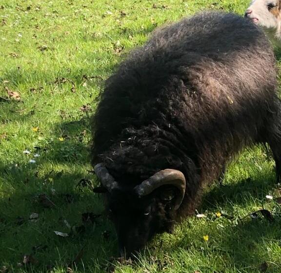 Manoir Le Mingreaud Chambres D Hôtes
