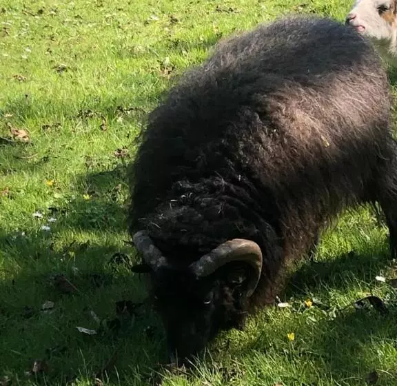 Manoir Le Mingreaud Chambres D Hôtes