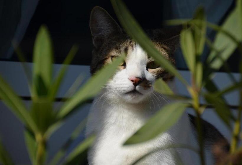 Bed and Breakfast Romantikmühle Heartlandranch