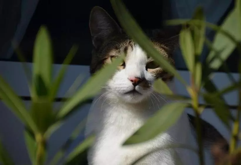 Aamiaismajoitus (B&B) Romantikmühle Heartlandranch