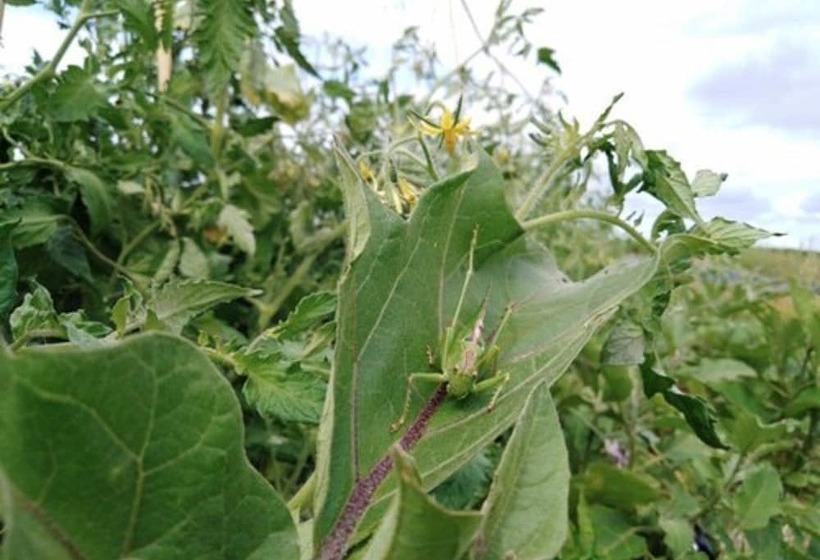 Roulotte De La Ferm Agi