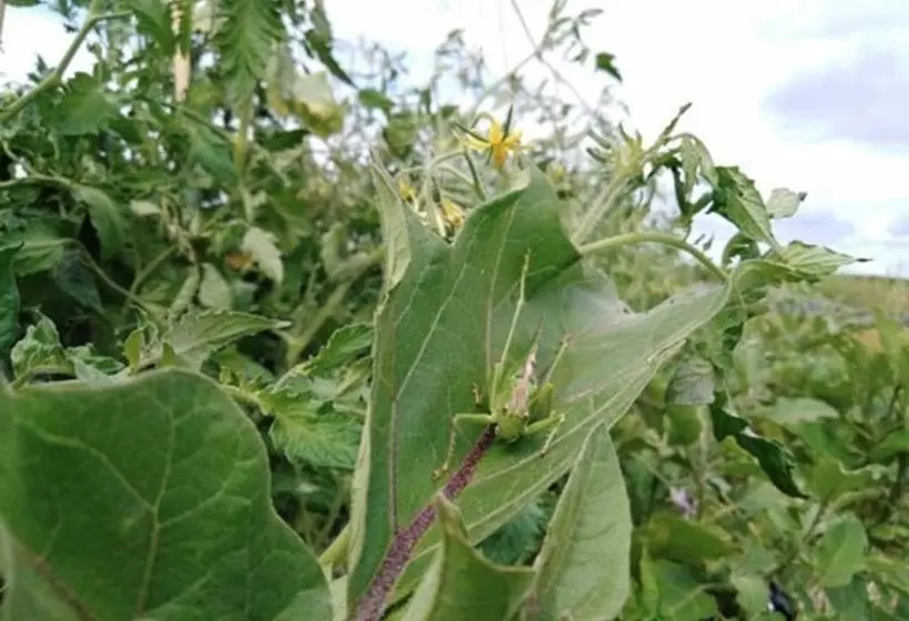Roulotte De La Ferm Agi