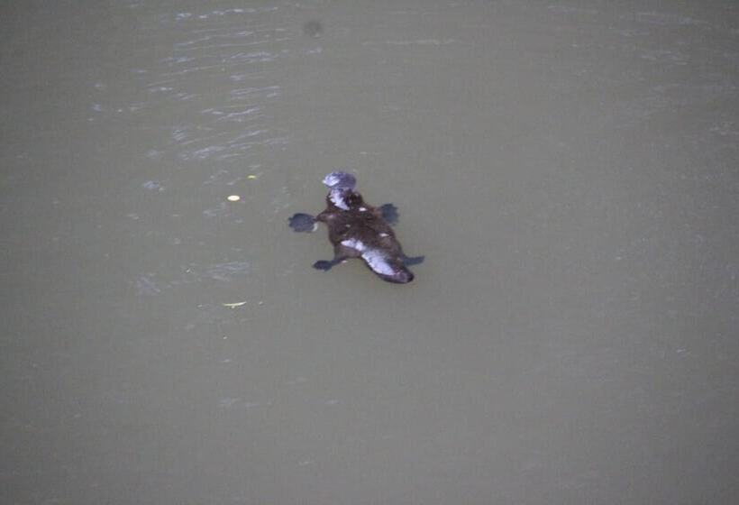 汽车旅馆 Nimbin Rocks Retreat