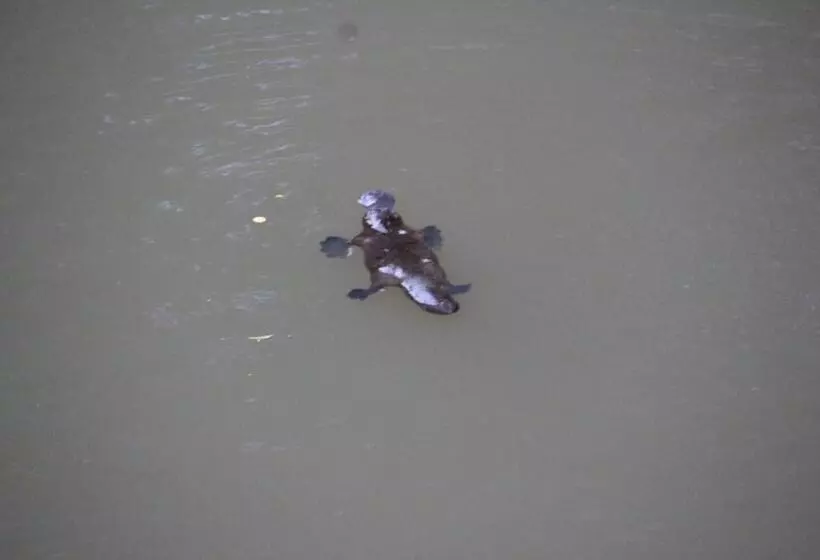 Motelli Nimbin Rocks Retreat