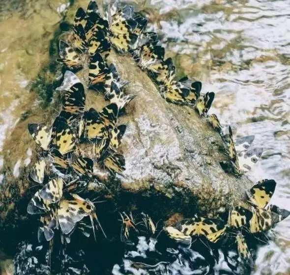 Majatalo Casa Turística Realismo Mágico