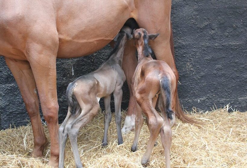 بنسيون Domaine Du Haul