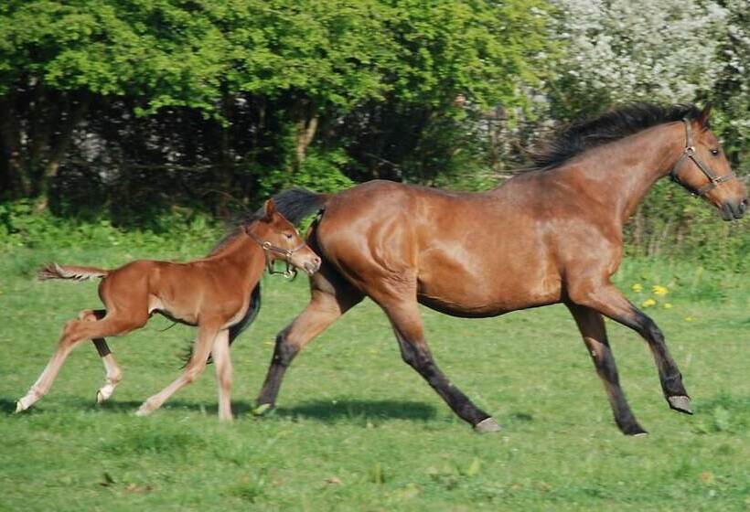 بنسيون Domaine Du Haul
