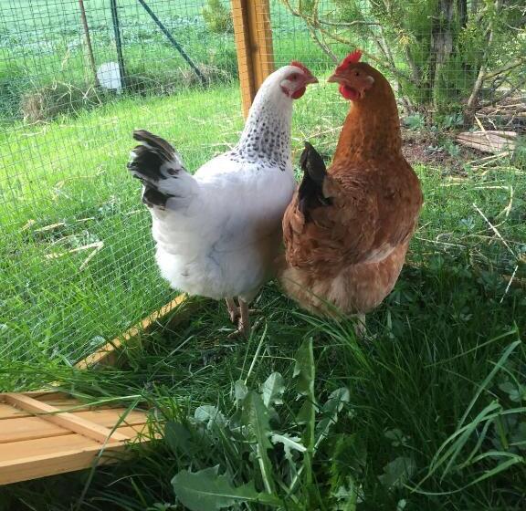 ペンション Le Chat Blanc