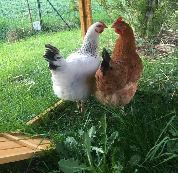 ペンション Le Chat Blanc