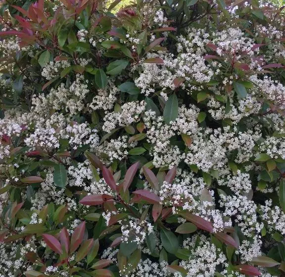 ペンション Le Chat Blanc