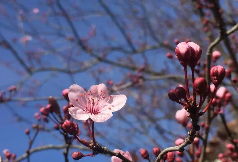 ペンション Le Chat Blanc